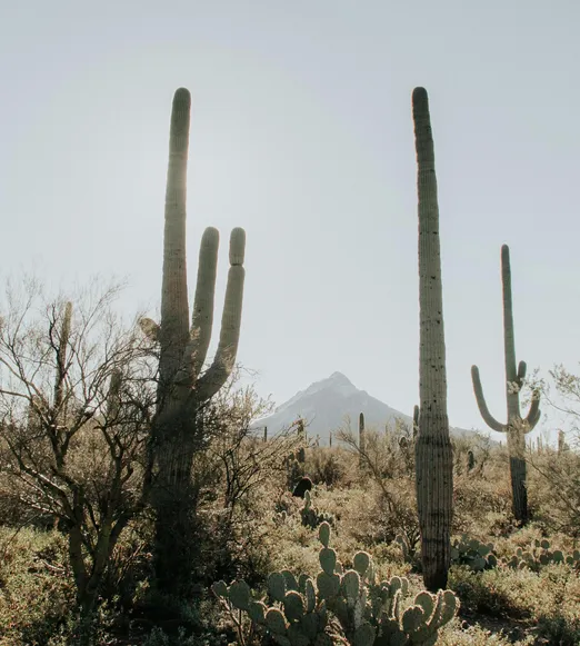 Sun shining between two cacti, representing Tucson, Arizona, where SilverForce is based